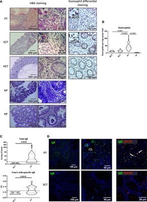 Type-2 Cytokines Promote the Secretion of the Eosinophil–Attractant CCL26 by Intestinal Epithelial Cells in Food-Sensitized Patients